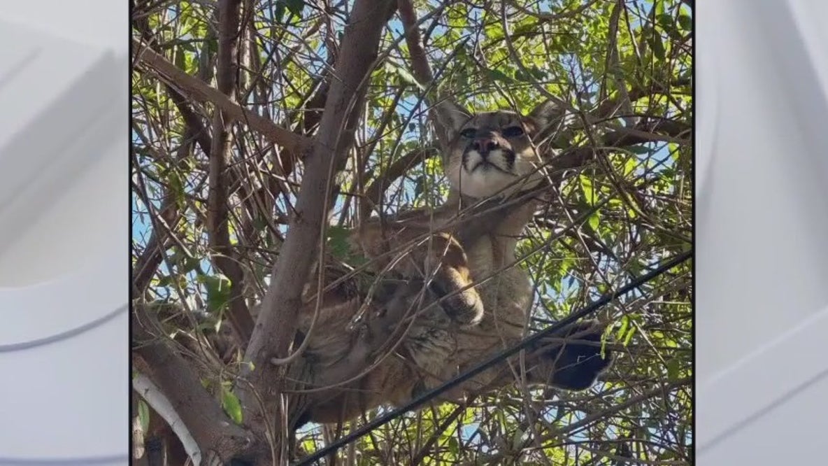 Little dog chases mountain lion up tree in Tustin